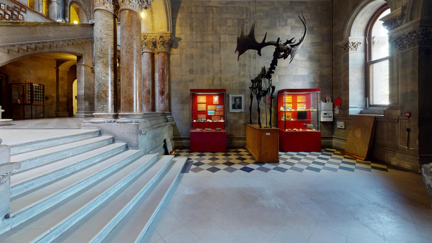 A skeletal display of a deer and displays in the Museum Building