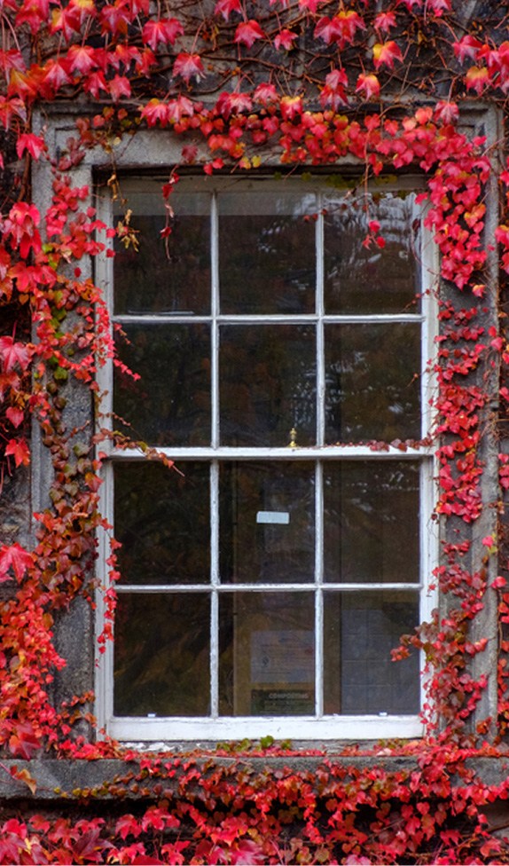 Image of red ivy surrounding the window of an accommodation building on Trinity campus