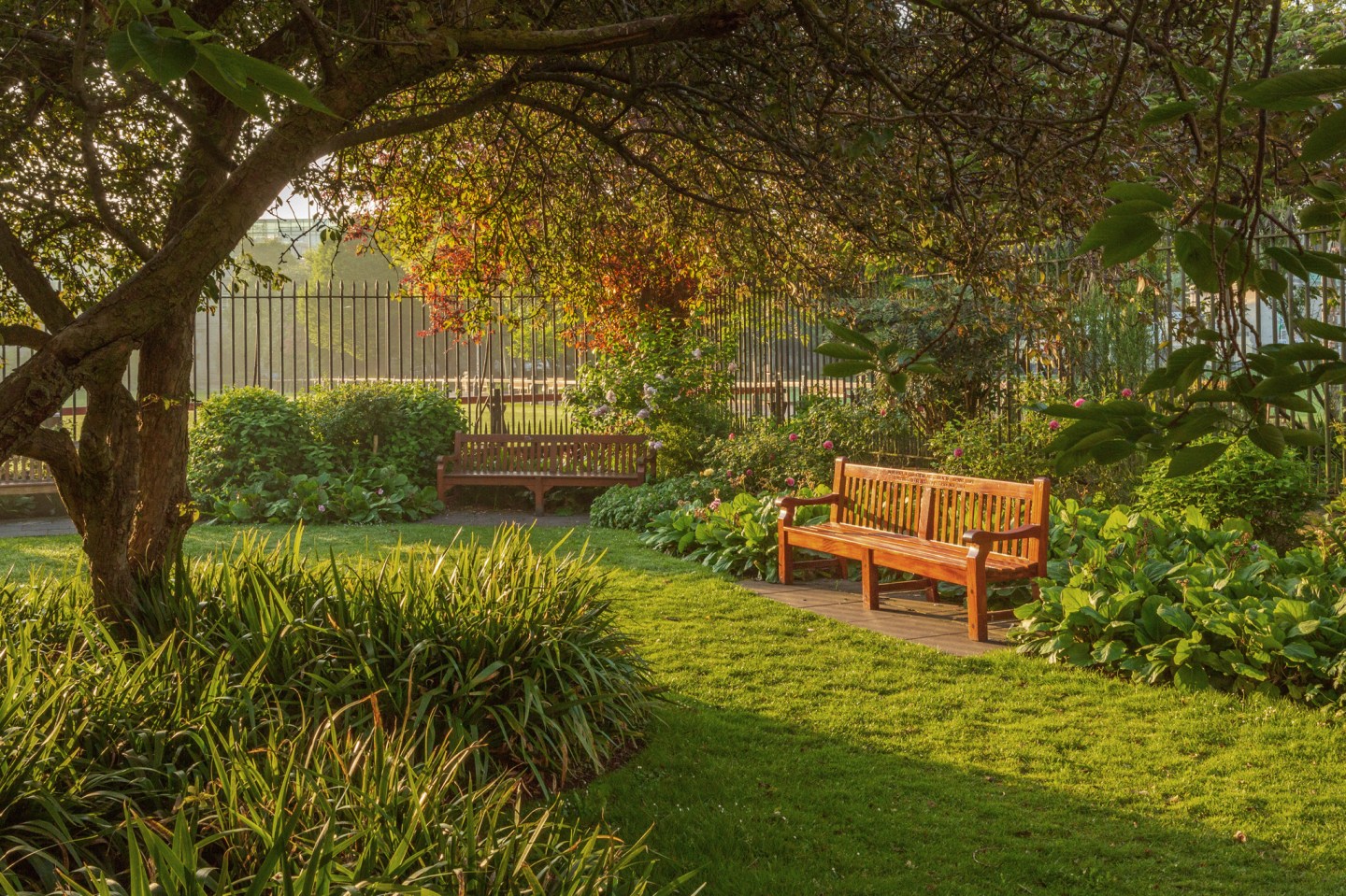 Photo of two wooden benches, surrounded by green grass, bushes and a tree overlooking the benches