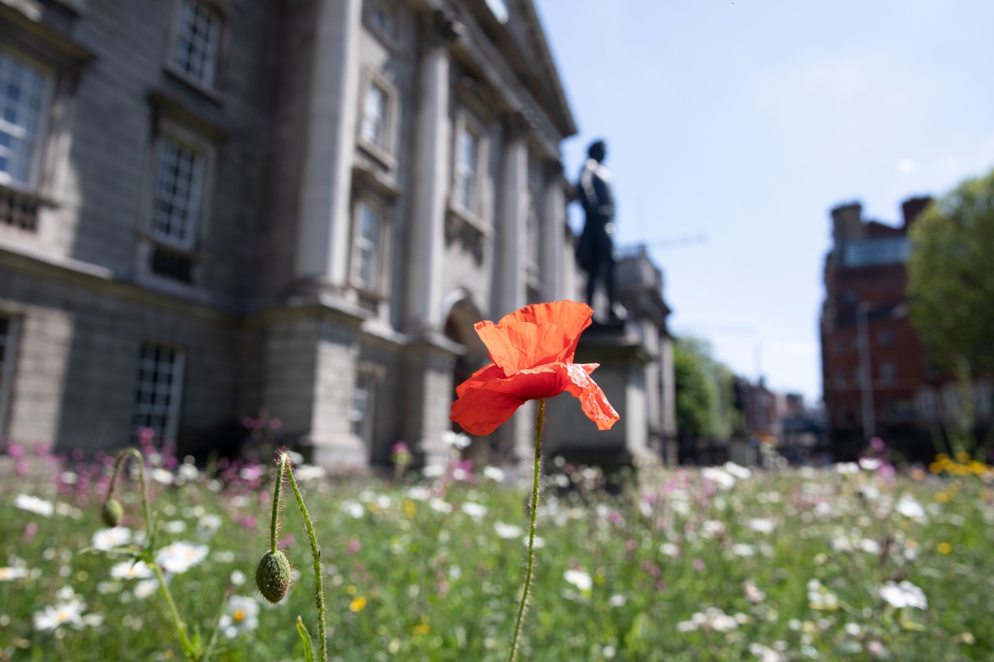 Image of an orange wildflower at Trinity, with an array of wildflowers in the background