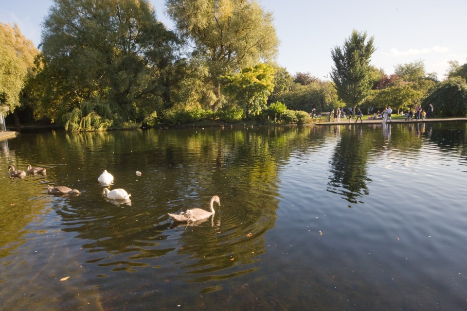 A large pond with for six swans, and large trees and many people in the background.